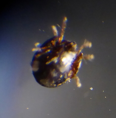Oribatida