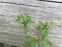 Potentilla biennis