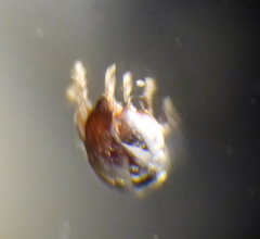 Oribatida