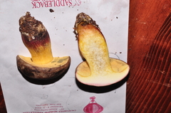 Xerocomellus diffractus