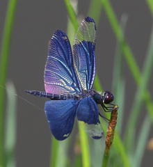 Rhyothemis fuliginosa