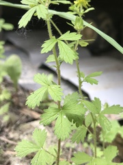 Potentilla biennis