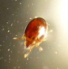 Oribatida