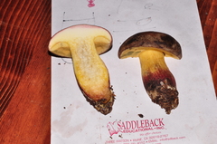 Xerocomellus diffractus