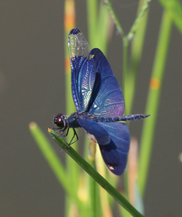 Rhyothemis fuliginosa