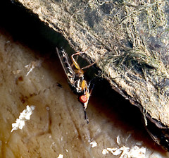 Prochyliza xanthostoma