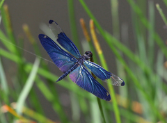 Rhyothemis fuliginosa