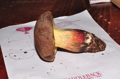 Xerocomellus diffractus