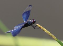 Rhyothemis fuliginosa