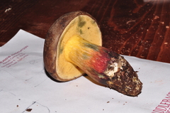 Xerocomellus diffractus