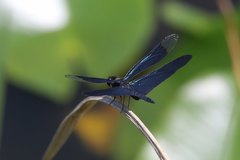 Rhyothemis fuliginosa