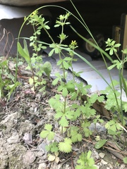 Potentilla biennis