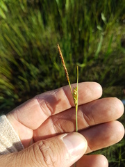 Carex livida