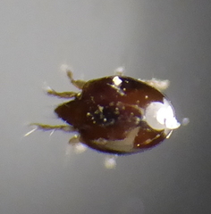 Oribatida