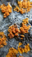 Lichenoconium xanthoriae