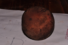 Xerocomellus diffractus