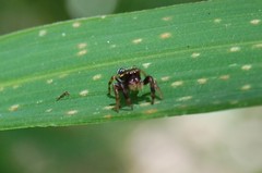 Paraphidippus aurantius