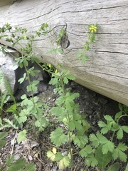 Potentilla biennis
