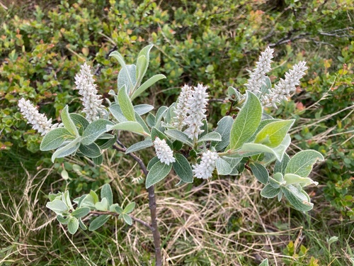 Grayleaf Willow