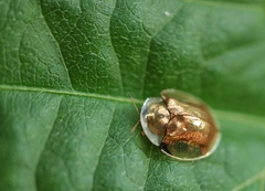 Aspidimorpha quadriremis