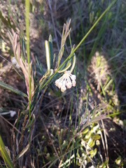 Andromeda polifolia glaucophylla