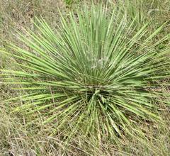 Yucca constricta