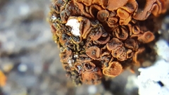 Lichenoconium xanthoriae
