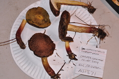 Xerocomellus diffractus