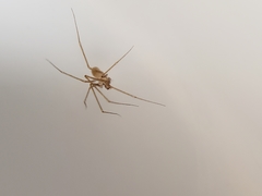 Spermophora senoculata