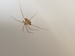 Spermophora senoculata