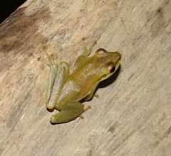 Maracaibo Basin Treefrog photo 2