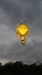 Eriophora