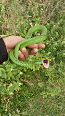 Leptophis mexicanus