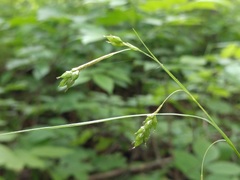 Carex formosa