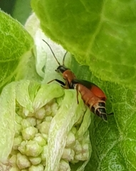 Cerapheles terminatus