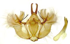 Hydriomena renunciata