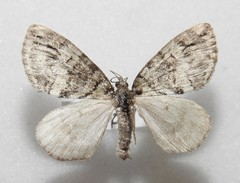 Hydriomena renunciata