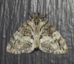 Hydriomena renunciata