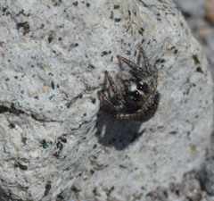 Habronattus hirsutus