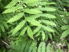 Coryphopteris simulata