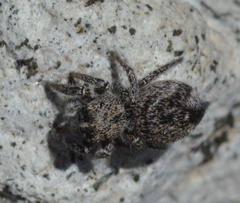 Habronattus hirsutus