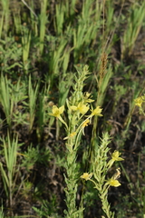 Oenothera clelandii