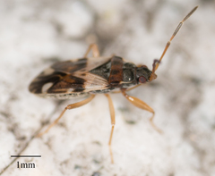 Eremocoris