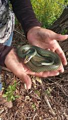 Drymobius margaritiferus