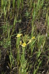 Oenothera clelandii