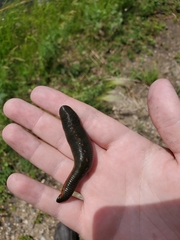 Haemopidae