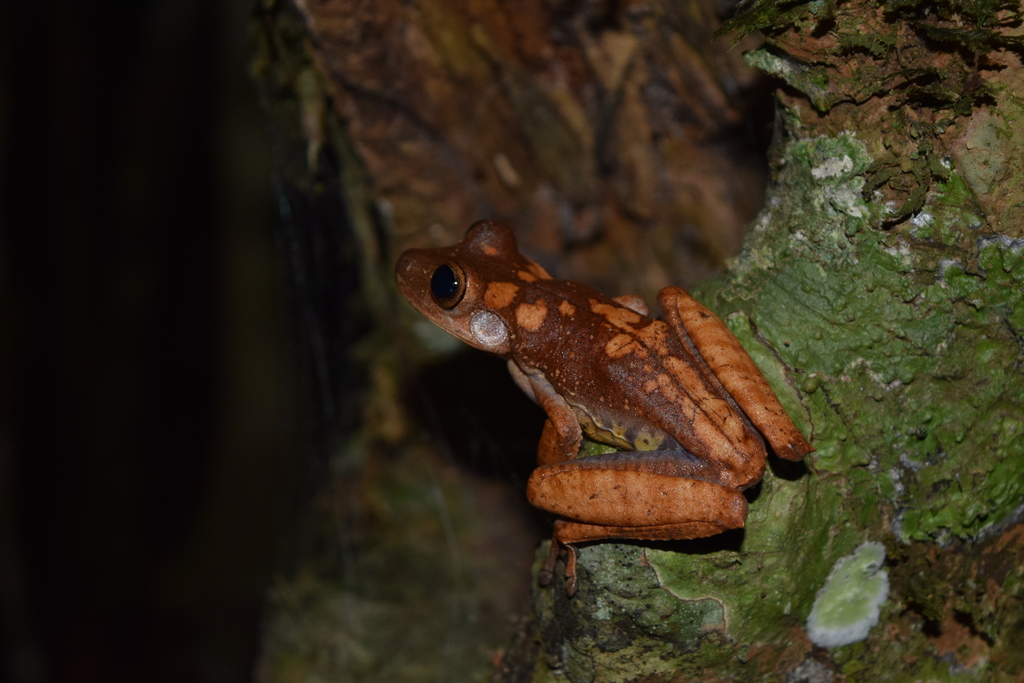 Caramaschi's Tree Frog