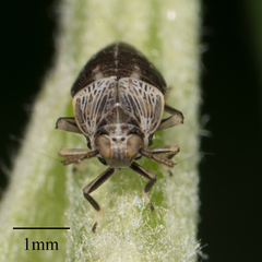 Pissonotus frontalis