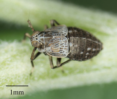 Pissonotus frontalis