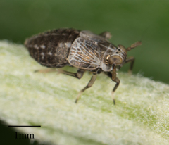 Pissonotus frontalis